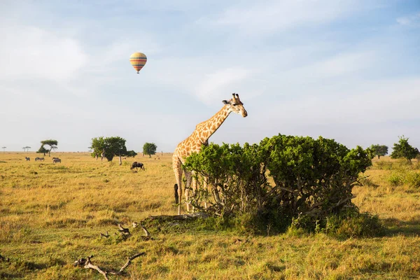 Girafe manger des feuilles d'arbre dans la savane en Afrique — Photo