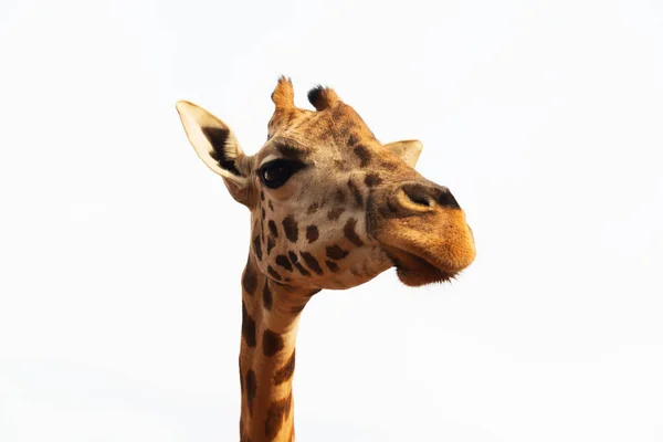 Fechar a cabeça da girafa — Fotografia de Stock
