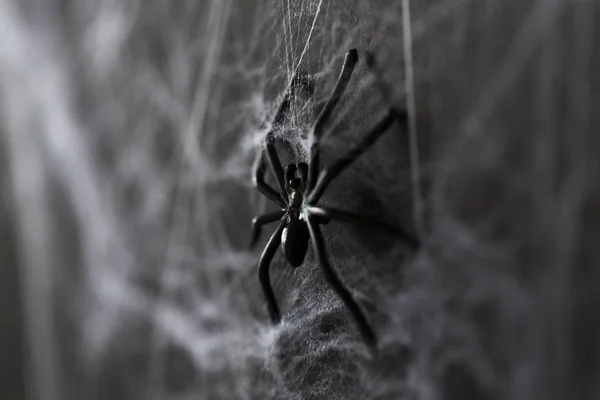 Halloween decoration of black toy spider on cobweb — стоковое фото