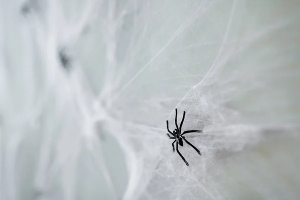 Halloween dekorace černé hračka pavouk na pavučina — Stock fotografie