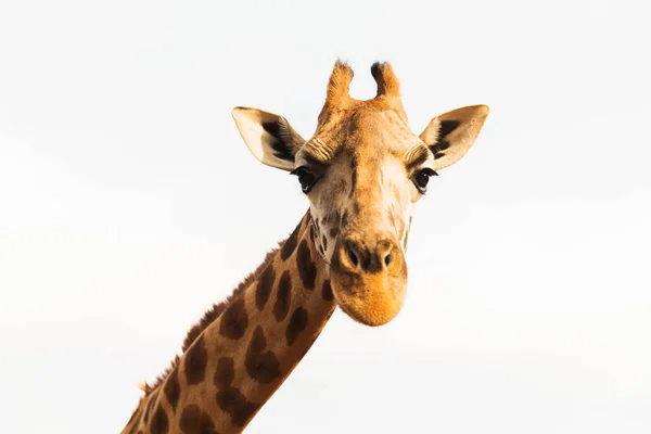 Giraffa in Africa — Foto Stock