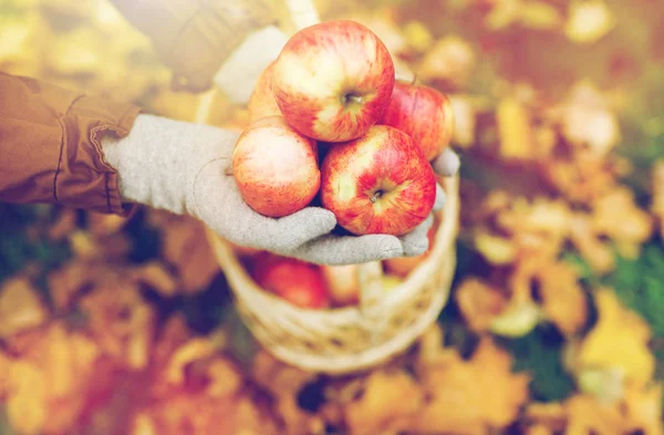 Mujer con cesta de manzanas en el jardín de otoño — Foto de Stock