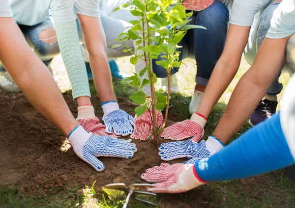 Группа волонтеров вручную сажает дерево в парке — стоковое фото