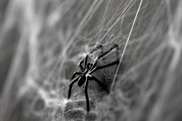 Halloween dekorace černé hračka pavouk na pavučina — Stock fotografie