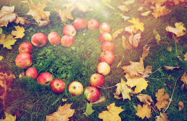 Maçãs em forma de coração e folhas de outono na grama Imagem De Stock
