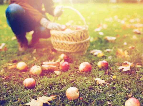 Donna con cesto raccolta mele nel giardino autunnale — Foto Stock