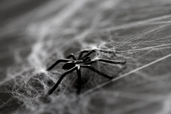Halloween dekorace černé hračka pavouk na pavučina — Stock fotografie