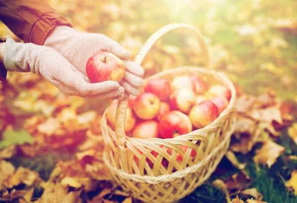 Женщина с корзиной яблок в осеннем саду — стоковое фото