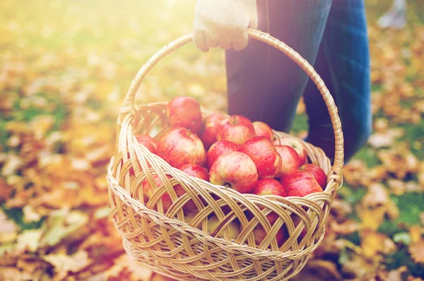 Mujer con cesta de manzanas en el jardín de otoño — Foto de Stock