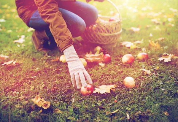 Mujer con cesta recogiendo manzanas en el jardín de otoño — Foto de Stock