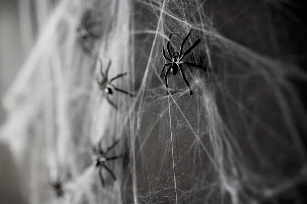 Halloween dekorace černé hračka pavouků na webu — Stock fotografie