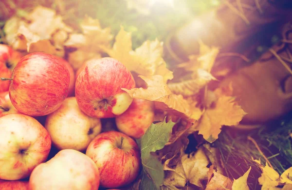 Frauenfüße in Stiefeln mit Äpfeln und Herbstblättern — Stockfoto