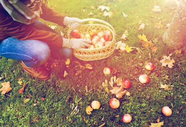 Frau mit Korb pflückt Äpfel im Herbstgarten — Stockfoto