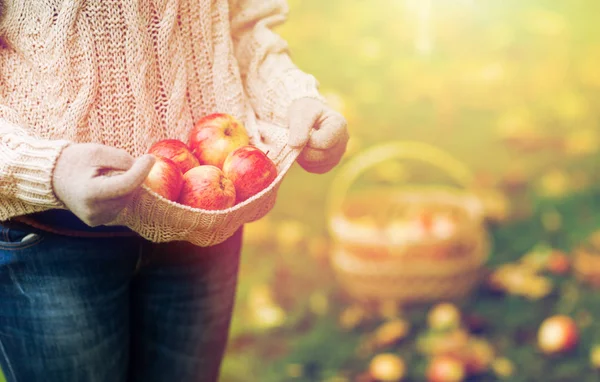 Primer plano de la mujer con manzanas en otoño — Foto de Stock