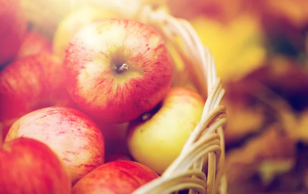 Panier en osier de pommes rouges mûres au jardin d'automne — Photo