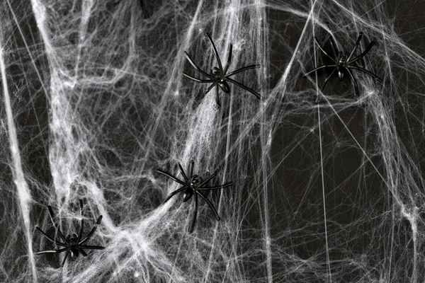 Décoration halloween d'araignées jouet noir sur le web — Photo