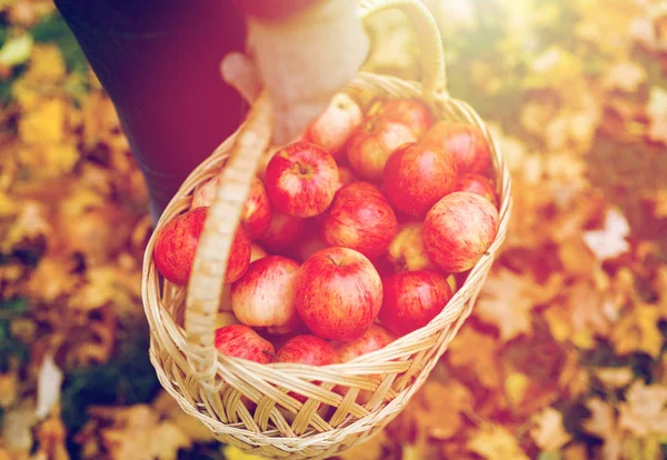 Mujer con cesta de manzanas en el jardín de otoño — Foto de Stock