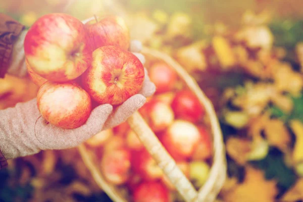 Mujer con cesta de manzanas en el jardín de otoño — Foto de Stock