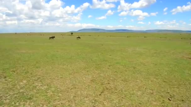 Animales herbívoros en la sabana de África — Vídeos de Stock