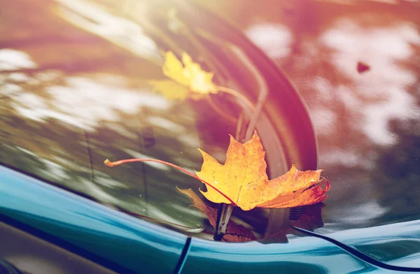 Detailní záběr na auto stěrač s podzimní listí — Stock fotografie