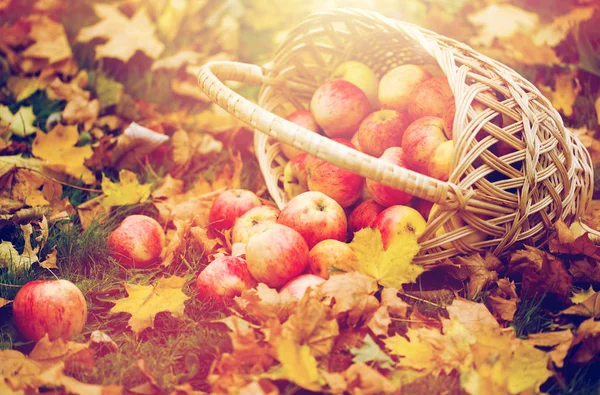 Cesto di vimini di mele rosse mature nel giardino autunnale — Foto Stock