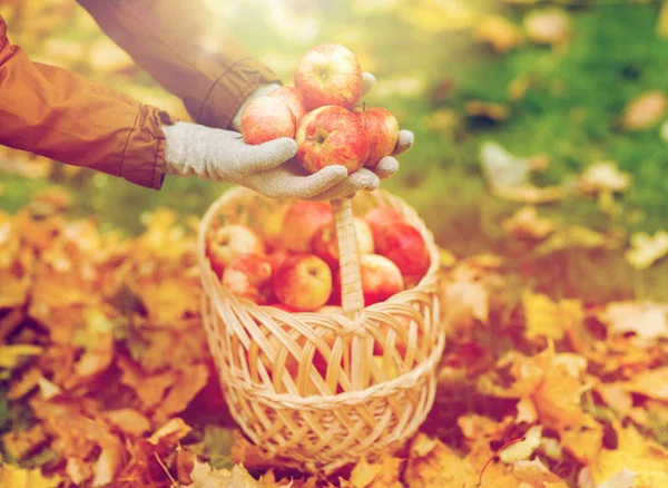 Kvinna med korg med äpplen på hösten garden — Stockfoto