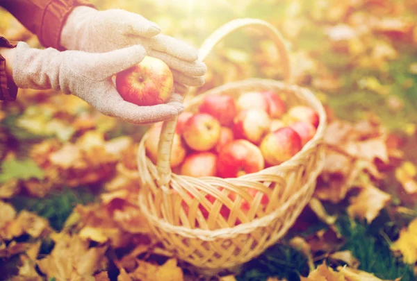 Mujer con cesta de manzanas en el jardín de otoño — Foto de Stock