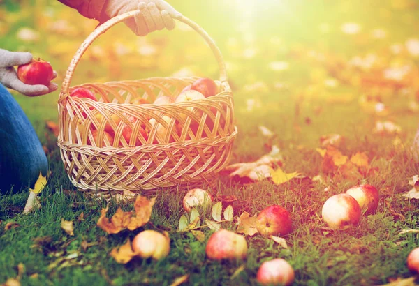 Frau mit Korb pflückt Äpfel im Herbstgarten — Stockfoto