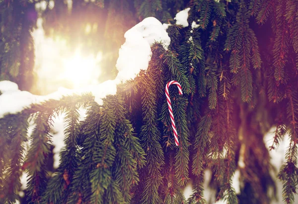Καραμέλα από ζαχαροκάλαμο παιχνίδι Χριστούγεννα στο υποκατάστημα δέντρο έλατο — Φωτογραφία Αρχείου