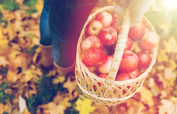 Donna con cesto di mele nel giardino autunnale — Foto Stock