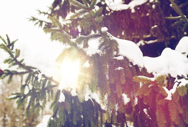 Υποκατάστημα έλατα και το χιόνι στο δάσος του χειμώνα — Φωτογραφία Αρχείου