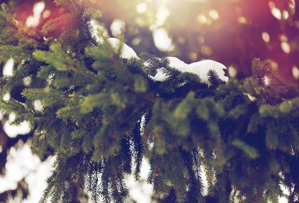 Rama de abeto y nieve en el bosque de invierno —  Fotos de Stock