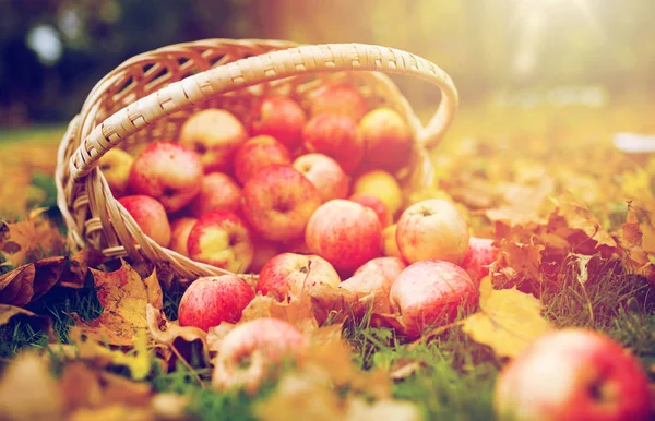 Cesta de vime de maçãs vermelhas maduras no jardim de outono — Fotografia de Stock