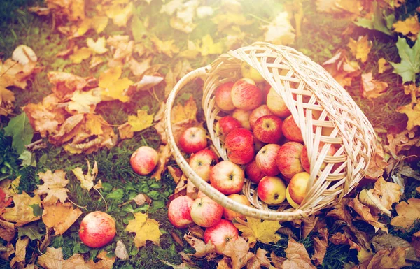 Wicker basket of ripe red apples at autumn garden — Stock Photo, Image