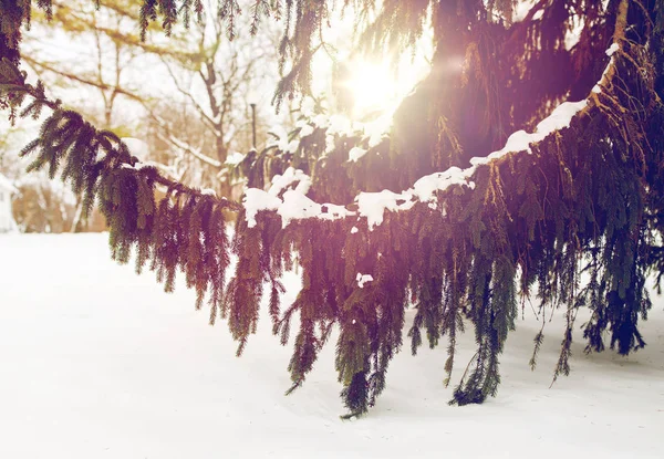 Пальмовая ветвь и снег в зимнем лесу — стоковое фото