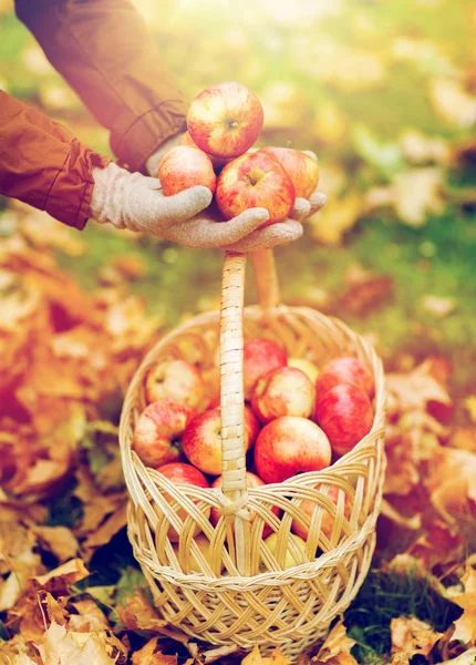 Mujer con cesta de manzanas en el jardín de otoño — Foto de Stock