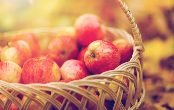 Canasta de mimbre de manzanas rojas maduras en el jardín de otoño — Foto de Stock