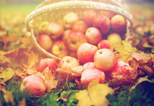 Korg av mogna röda äpplen på hösten garden — Stockfoto