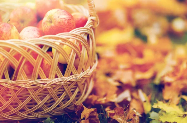 Weidenkorb mit reifen roten Äpfeln im Herbstgarten — Stockfoto