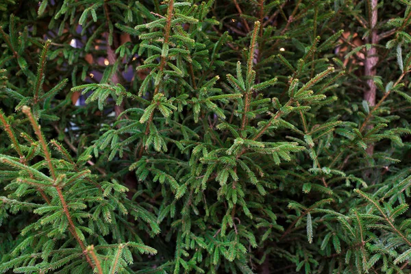 크리스마스 시장에서 자연 전나무 나무의 클로즈업 — 스톡 사진