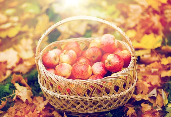 Weidenkorb mit reifen roten Äpfeln im Herbstgarten — Stockfoto