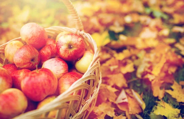 Canasta de mimbre de manzanas rojas maduras en el jardín de otoño — Foto de Stock