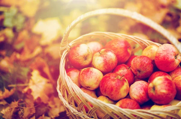 Wicker basket of ripe red apples at autumn garden — Stock Photo, Image