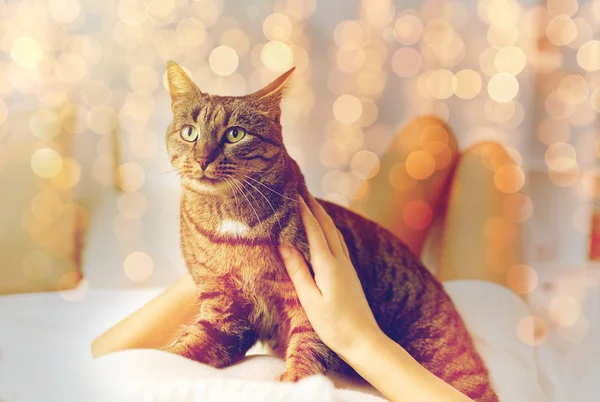 Mujer joven con gato acostado en la cama en casa —  Fotos de Stock