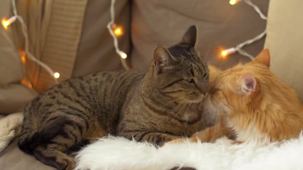 Dwa koty, leżąc na kanapie z owczej skóry w domu — Wideo stockowe
