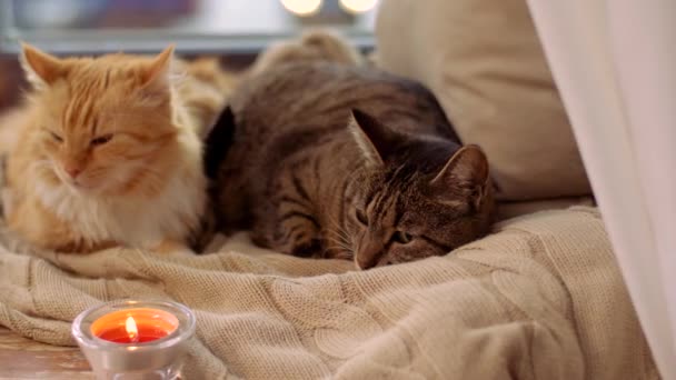 Dos gatos acostado en manta en casa ventana alféizar — Vídeo de stock