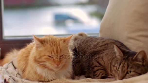 Deux chats couchés sur la couverture au rebord de la fenêtre de la maison — Video