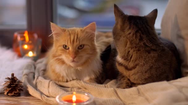Dos gatos acostado en manta en casa ventana alféizar — Vídeos de Stock