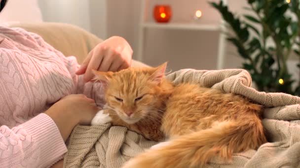 Kvinna smeka röd tabby katt i sängen hemma — Stockvideo