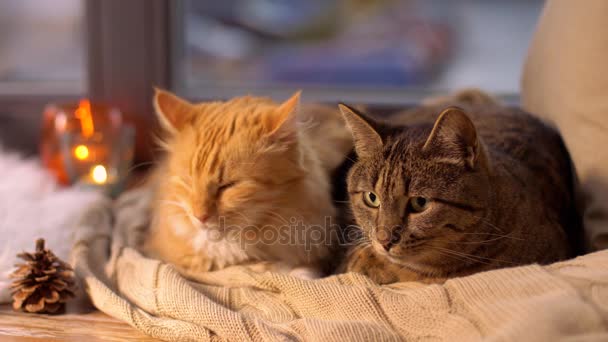 Δύο γάτες ξαπλωμένη σε κουβέρτα στο σπίτι παράθυρο περβάζι — Αρχείο Βίντεο